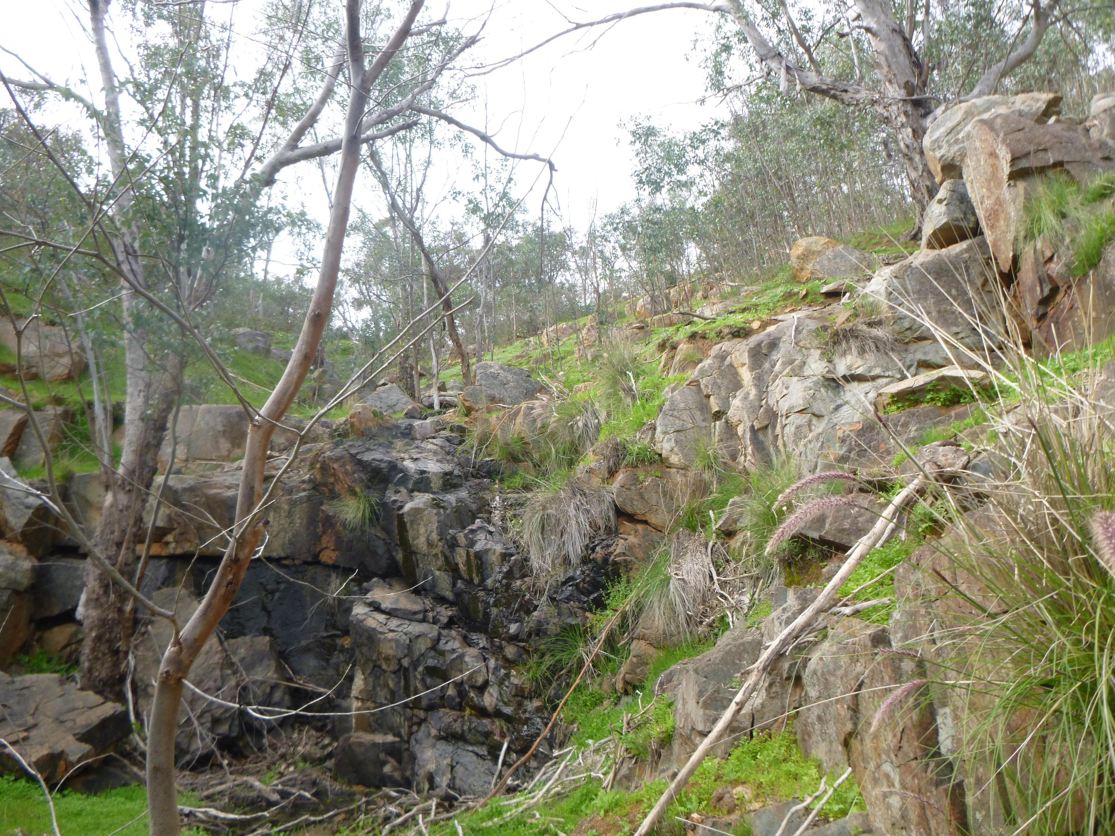 the bush after some good rain