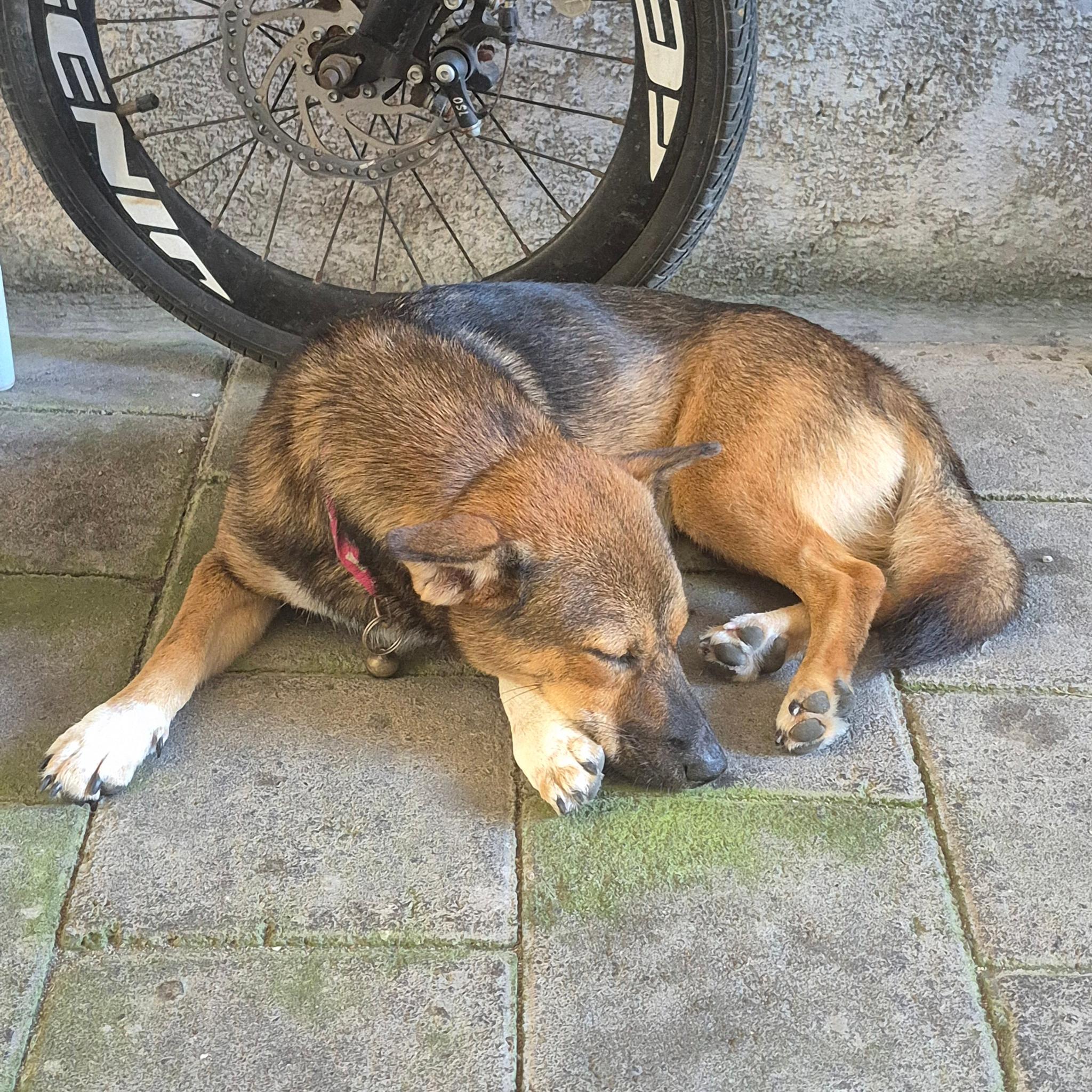 R.I.P Ruby, she was a good dog